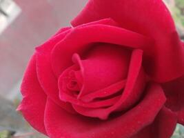 Blume rot Rose, Grün Blätter feiern mit Rosen Grußbereit Hintergrund foto