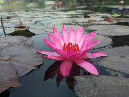 Lotus Blume schwebend auf Wasser Natur Hintergrund Desktop Hintergrund foto