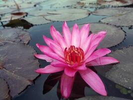 Lotus Blume schwebend auf Wasser Natur Hintergrund Desktop Hintergrund foto