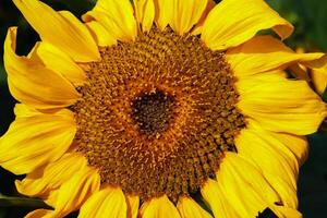 Gelb Sonnenblume Nahansicht schießen, Gelb Sonnenblume Makro schießen foto