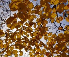 Gelb Blätter von Linde gegen das Himmel und das Hintergrundbeleuchtung. Herbst Hintergrund von Blätter von ein Linde. Gelb Herbst Blätter foto