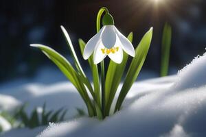 ai generiert Schneeglöckchen Blumen im das Schnee. Primeln im das Wald auf ein sonnig Tag. Postkarte zum das März Feiertage. foto