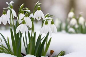 ai generiert zuerst Blumen. Frühling Schneeglöckchen blühen im das Schnee. foto