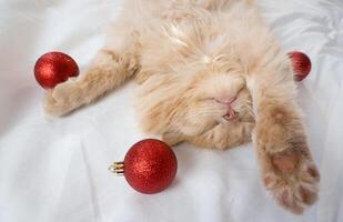 Nahansicht von ein rot flauschige Katze Schlafen auf es ist zurück im ein Weiß Bett mit rot Weihnachten Bälle foto