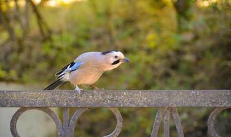 Jay Vogel im kislovodsk Park foto