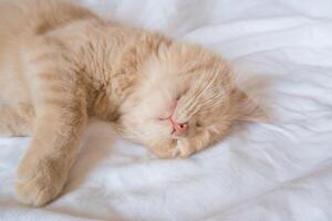 Nahansicht von ein Schlafen Ingwer Kätzchen im Bett. rot Katze auf ein Weiß Decke. entspannend und glücklich Morgen. foto