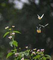 schön Blühen Blume im Garten foto