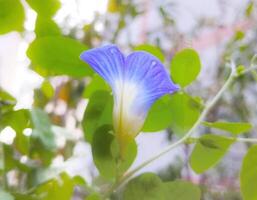 schön Blühen Blume im Garten foto