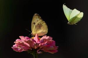 schön Blühen Blume foto