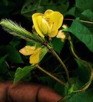 schön Blühen Blume im Garten foto