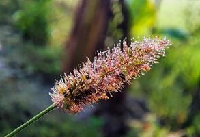 schön Blühen Blume foto