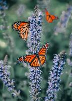 Nahansicht Fotografie von Schmetterling süß Schmetterling Foto