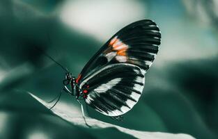 Nahansicht Fotografie von Schmetterling süß Schmetterling Foto