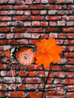 Nahansicht Fotografie von Schmetterling süß Schmetterling Foto