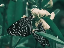 Nahansicht Fotografie von Schmetterling süß Schmetterling Foto