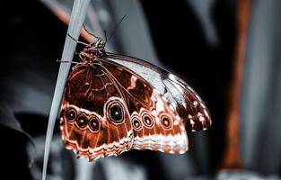 Nahansicht Fotografie von Schmetterling süß Schmetterling Foto