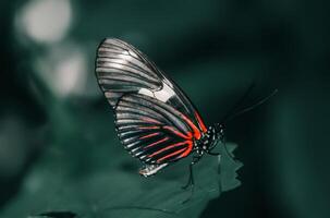 Nahansicht Fotografie von Schmetterling süß Schmetterling Foto