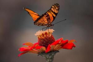 Nahansicht Fotografie von Schmetterling süß Schmetterling Foto