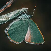 Nahansicht Fotografie von Schmetterling süß Schmetterling Foto