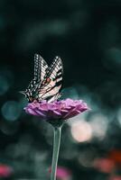 Nahansicht Fotografie von Schmetterling süß Schmetterling Foto