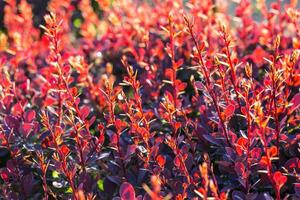 Berberitze Busch, bunt Blumen- rot Hintergrund foto