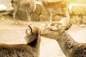 Nahansicht zwei jung Hirsch im Nara Park Bereich Show das Liebe mit Sonne Fackel und verschwommen Hintergrund. foto