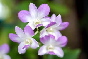 Nahansicht violett Orchideen auf verschwommen Orchideen Blätter Hintergrund und Hintergrund. foto