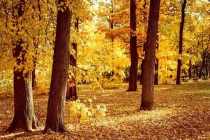 goldener Herbst Herbstzeit