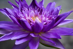 schließen oben lila Lotus Blumen Blühen im das Teich mit Natur Hintergrund mit Sanft Licht von das Sonne. Bild suchen glücklich. foto