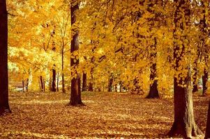 goldener Herbst Herbstzeit foto