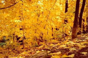 goldener Herbst Herbstzeit