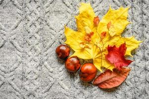 Herbstgelbe und rote Ahornblätter auf dem Hintergrund eines grauen gemütlichen Strickpullovers