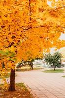 goldener Herbst Herbstzeit foto