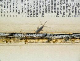 Thermobie Domestica. Pest Bücher und Zeitungen. lepismatidae Insekt Fütterung auf Papier - - Silberfisch foto