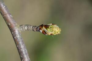 blühen Knospen von Birne Baum. sich auflösen Niere Birnen foto