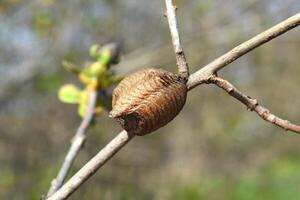 ootheca Hierodula transkaukasisch auf ein Ast foto