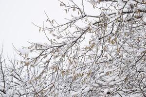 Schnee auf das Baum Geäst. Winter Aussicht von Bäume bedeckt mit Schnee. das Schwere von das Geäst unter das Schnee. Schneefall im Natur foto