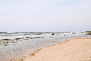 Küste von das Meer nach ein Sturm. geworfen das Bäume an Land foto