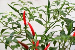 frisch rot Chili Pfeffer Pflanze foto