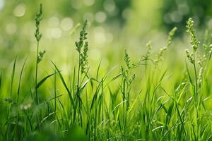 ai generiert Grün Gras mit Bokeh Hintergrund, flach Tiefe von Feld. foto