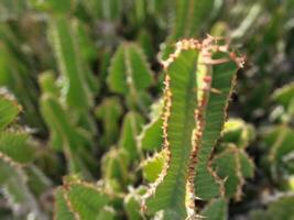 erkunden Lanzarote atemberaubend Kaktus Gardens, wo das beschwingt Farbtöne und abwechslungsreich Formen von diese Pflanzen erstellen ein faszinierend Tapisserie von Wüste Leben. foto