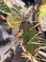 erkunden Lanzarote atemberaubend Kaktus Gardens, wo das beschwingt Farbtöne und abwechslungsreich Formen von diese Pflanzen erstellen ein faszinierend Tapisserie von Wüste Leben. foto