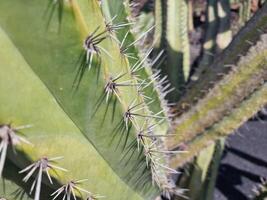 erkunden Lanzarote atemberaubend Kaktus Gardens, wo das beschwingt Farbtöne und abwechslungsreich Formen von diese Pflanzen erstellen ein faszinierend Tapisserie von Wüste Leben. foto