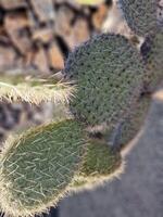 erkunden Lanzarote atemberaubend Kaktus Gardens, wo das beschwingt Farbtöne und abwechslungsreich Formen von diese Pflanzen erstellen ein faszinierend Tapisserie von Wüste Leben. foto