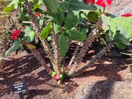 erkunden Lanzarote atemberaubend Kaktus Gardens, wo das beschwingt Farbtöne und abwechslungsreich Formen von diese Pflanzen erstellen ein faszinierend Tapisserie von Wüste Leben. foto