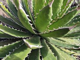 erkunden Lanzarote atemberaubend Kaktus Gardens, wo das beschwingt Farbtöne und abwechslungsreich Formen von diese Pflanzen erstellen ein faszinierend Tapisserie von Wüste Leben. foto