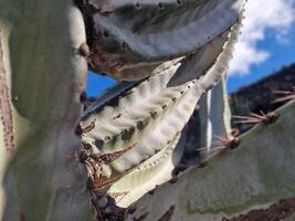 erkunden Lanzarote atemberaubend Kaktus Gardens, wo das beschwingt Farbtöne und abwechslungsreich Formen von diese Pflanzen erstellen ein faszinierend Tapisserie von Wüste Leben. foto