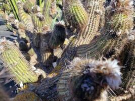 erkunden Lanzarote atemberaubend Kaktus Gardens, wo das beschwingt Farbtöne und abwechslungsreich Formen von diese Pflanzen erstellen ein faszinierend Tapisserie von Wüste Leben. foto