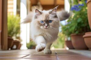ai generiert Mittel Schuss Porträt Fotografie von ein lächelnd Ragdoll Katze Laufen gegen ein reizvoll Vorderseite Veranda. foto