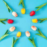 kreativ Komposition von bunt Tulpe Blumen auf Blau Hintergrund. runden Rahmen vielseitig zum Frühling, Sommer, Mutter Tag, Hochzeiten. minimal Konzept. modisch Frühling Blumen Idee. Natur eben legen. foto